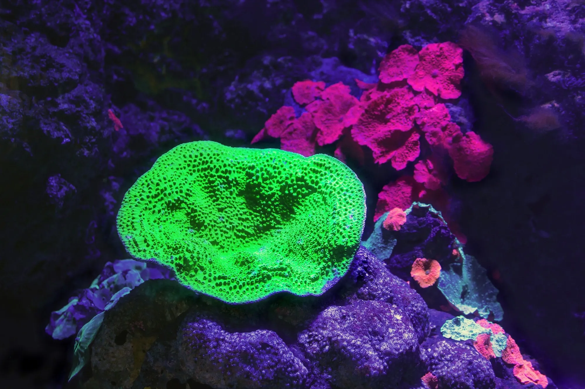 ReefGrade hero image